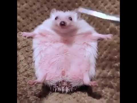Puerco espín bebe 😍